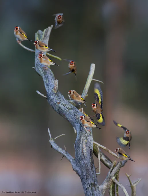 Goldfinches perched on a branch