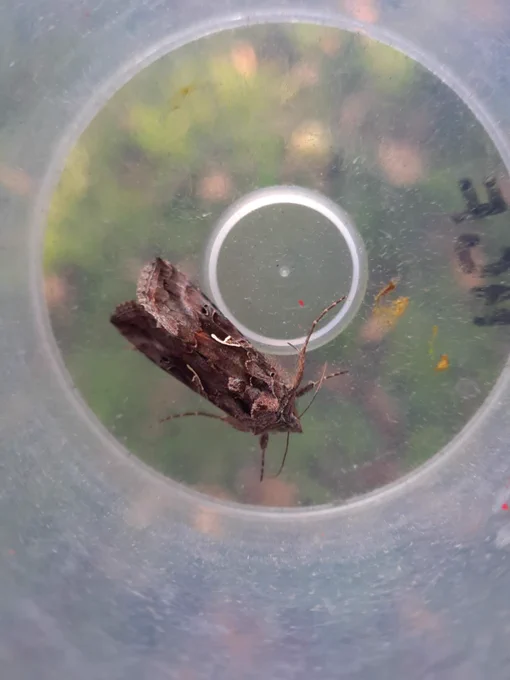 Silver Y moth (migrant species)