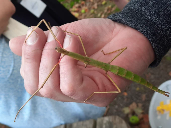 Unarmed Stick Insect found on campus by one of the delegates