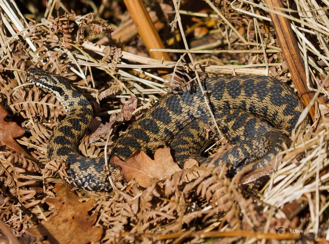 An Adder basking on dead bracken. Photo credit Dave James