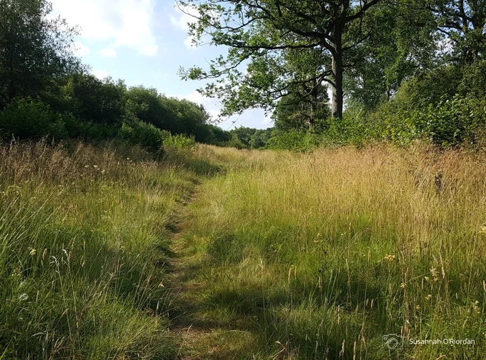 A sunny woodland ride. Photo credit Susannah O'Riordan