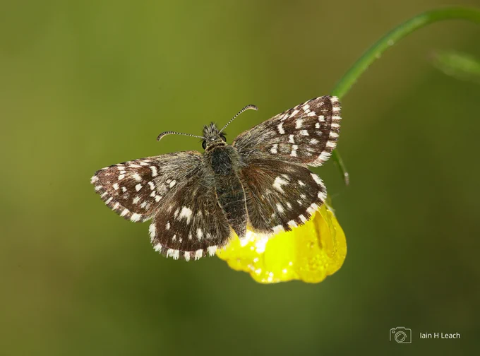Grizzled Skipper butterfly on a dewy buttercup flower against a green backdrop. Photo credit Iain H Leach