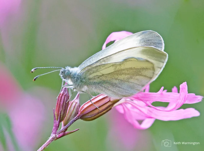 Wood White butterfly on ragged robin flowers. Photo credit Keith Warmington