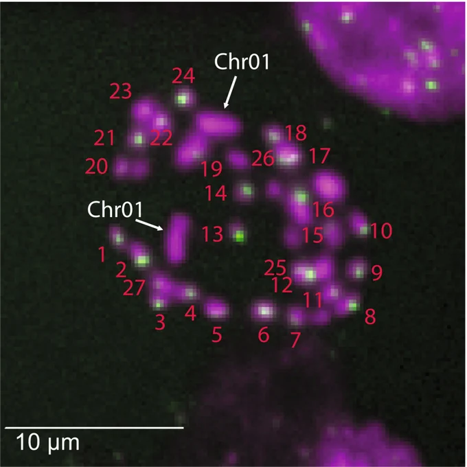 FISH image showing knob-like signals of PtaM147 satellite DNA
