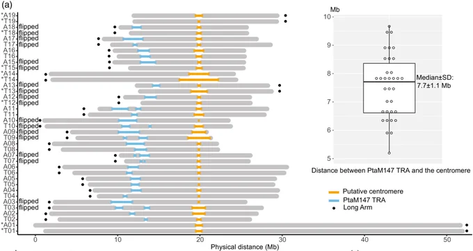 38 chromosomes of the two 717 subgenomes. Putative centromeres are in orange, and PtaM147 repeats in blue.