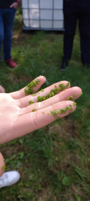 A hand held out with duckweed sticking to the fingers