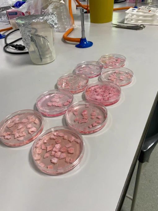 Nine petri dishes on a lab bench, the dishes contain multiple square sections of tissue.