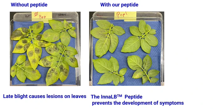 And image of two groups of green leaves, the first with brown splotches indicating they're unhealthy from pests or disease, the second group showing unblemished healthy leaves.