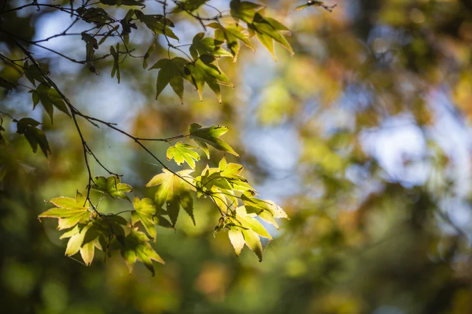 A photograph of maple-like leaves that are beginning to turn from green to orange in autumn