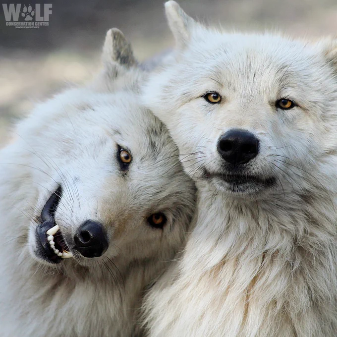 One gray wolf smiling, one gray wolf frowning 