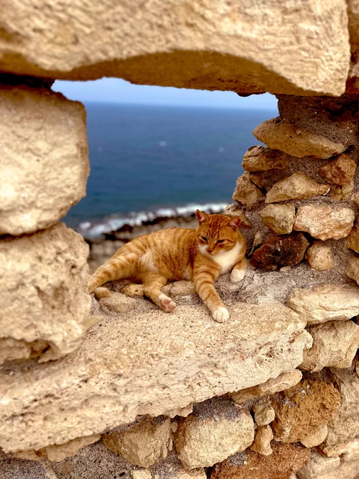 A cute cat relaxing on the wall of Fortezza of Rethymno.