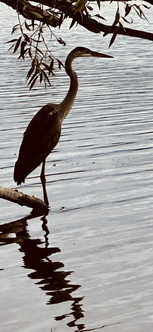 Heron on Grenadier Pond, Toronto.