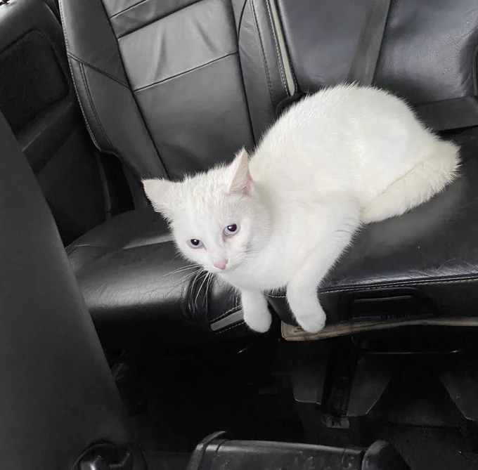 In this picture Stinky is sat on the back seat of our car with her paws over the edge.