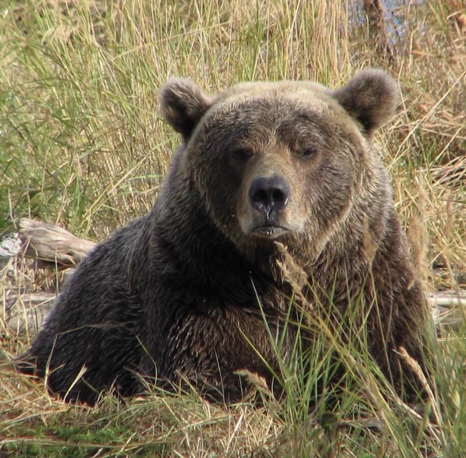 Resting bear face is real. Like very real. A large bear states intently at Katmai National Park and Preserve.