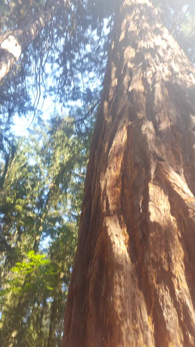 Lower part of a redwood tree trunk