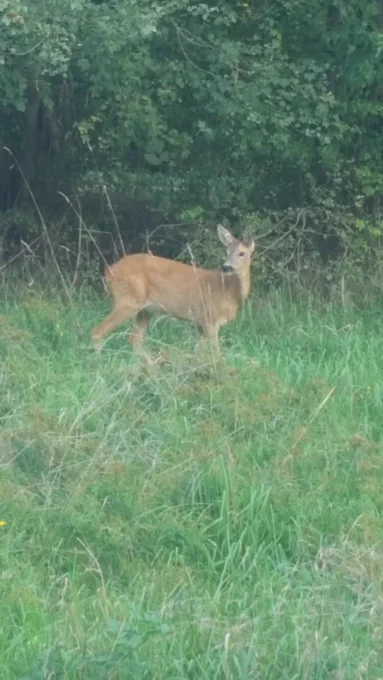 Closeup of a deer in the middle of a field in front of some trees.