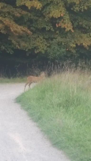 A deer in the woods.