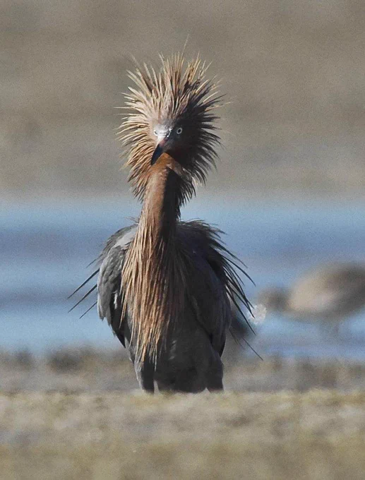 A reddish egret with ruffled feathers at Everglades National Park, Florida.