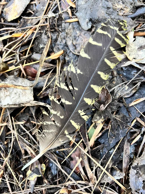 A kākāpō feather on the forest floor