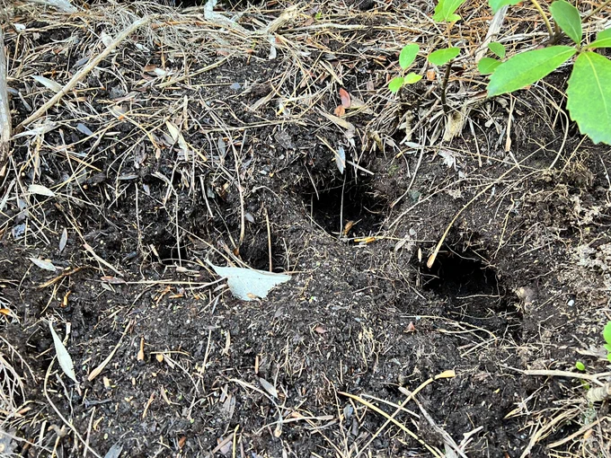 Holes in the ground dug by foraging kākāpō