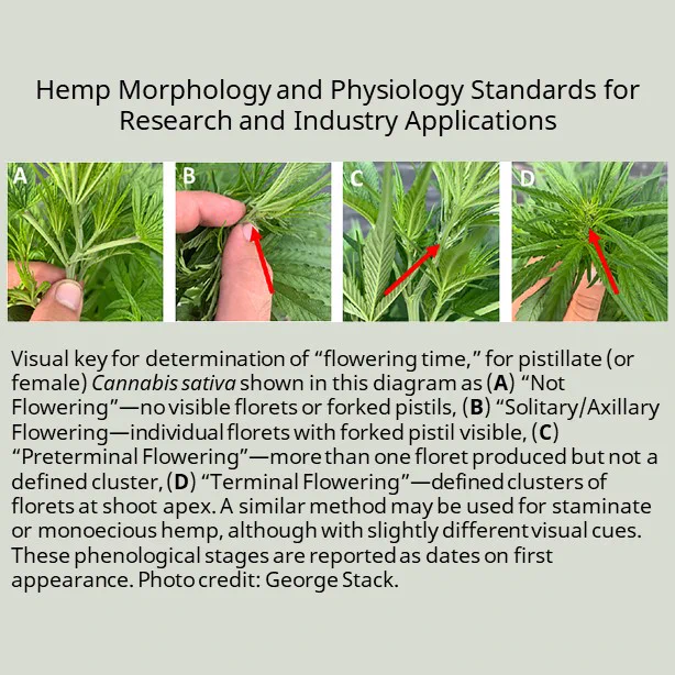 Hemp (Cannabis sativa L.)