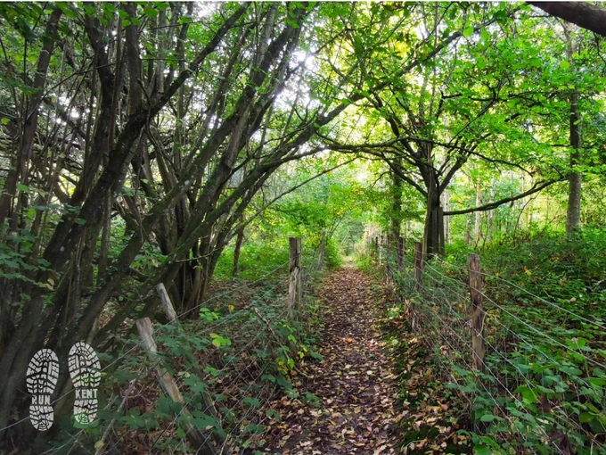 leaf-covered footpath through lush woodland, with wire fencing on both sides