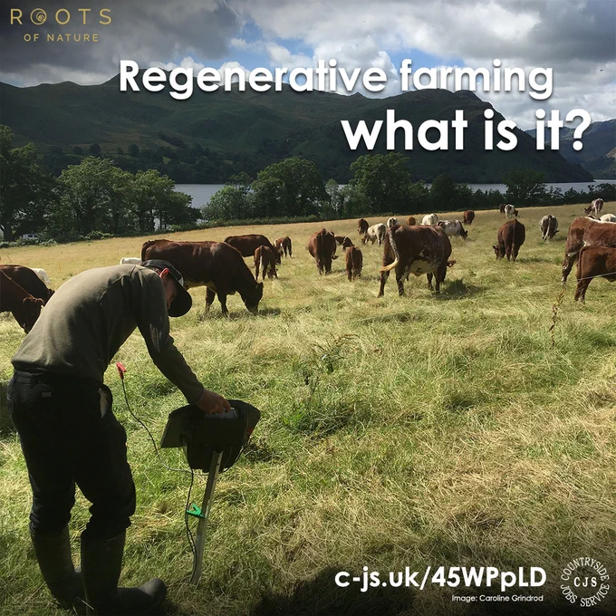 a person in a field of red and white cows. Person is bending over an electric fence unit. In the distance are hills with a lake in front 