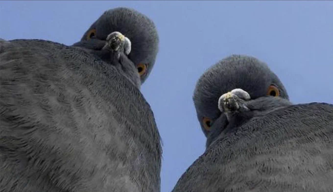 A picture of two pigeons looking downwards into a camera, from the point of view of the camera.