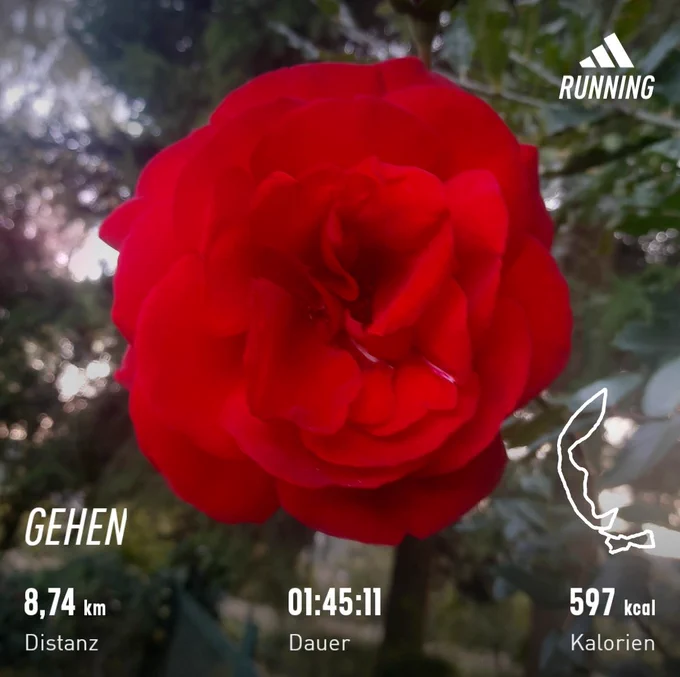 Foto einer großen roten einzelnen Rose 