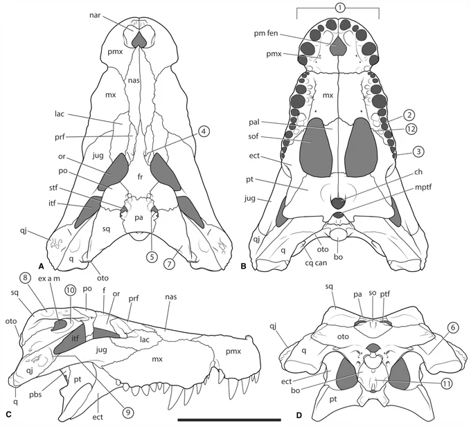 Skull reconstruction of Baru iylwenpeny. Figure made by Adam Yates.