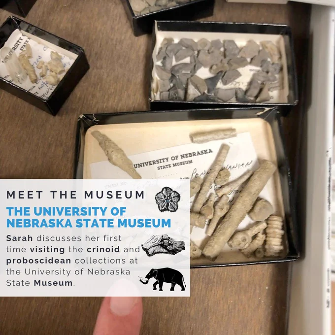 Background: wooden table or drawer with small black specimen boxes with fossils in them. Each box also has a label. Sarah's figure is at the bottom of the image to indicate scale. Foreground: Meet the Museum: The University of Nebraska State Museum. Sarah discusses her first time visiting the crinoid and proboscidean collections at the University of Nebraska State Museum. Time Scavengers logo of a monochromatic blastoid on the top of the text box with two graphics of fossils underneath.
