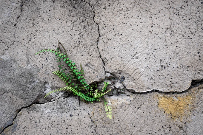 A plant grows from the cracks in a concrete wall. (The concrete has many cracks and who knows could be aerated.)