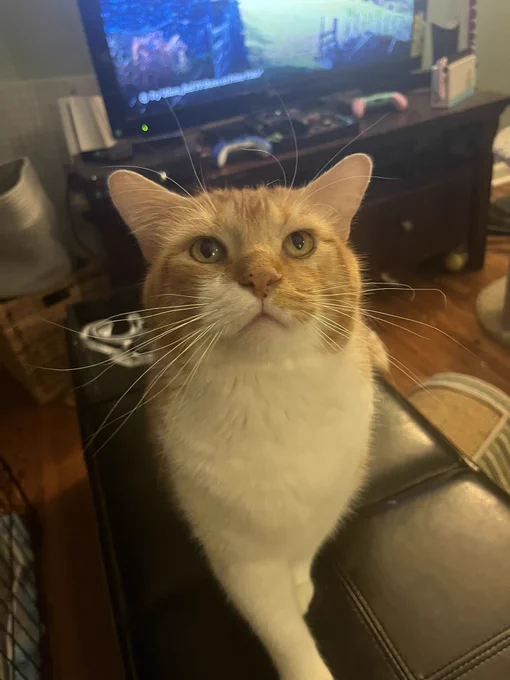 A picture of Mr Lover, an orange and white tabby cat with orange eyes and a freckled pink nose. He looks at the camera with a neutral expression. His whiskers are very prominent.