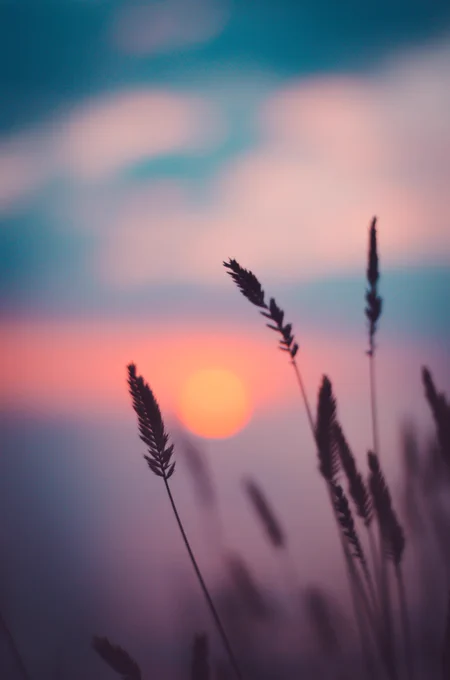 Close-up of ears of grass against an evening sky: photo by Ann Savchenko via Unsplash