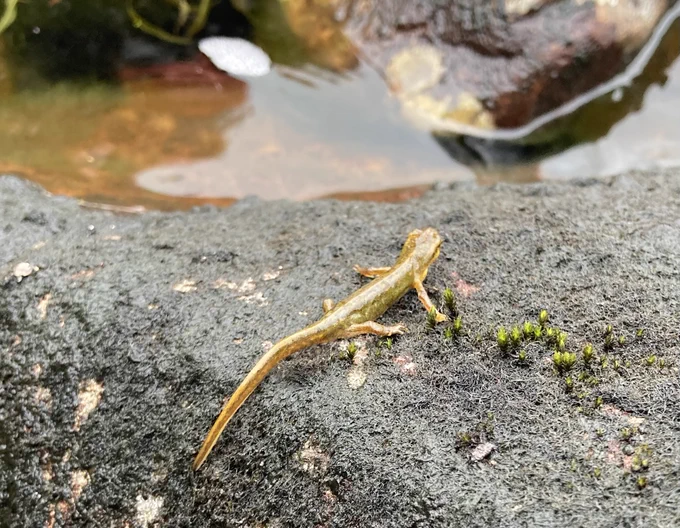Newt basking on the shore of Loch Coire Fionnaraich