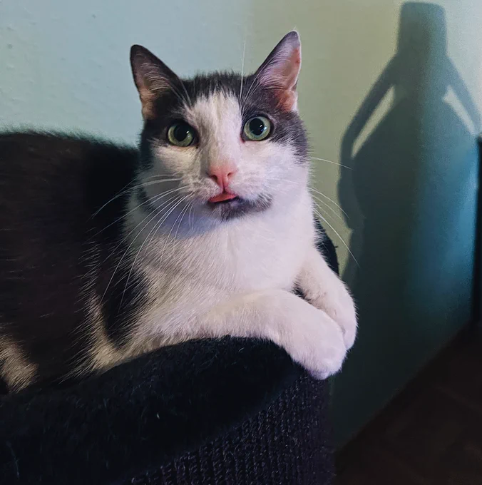 Foto: Kater Mero streckt süß die Zunge raus