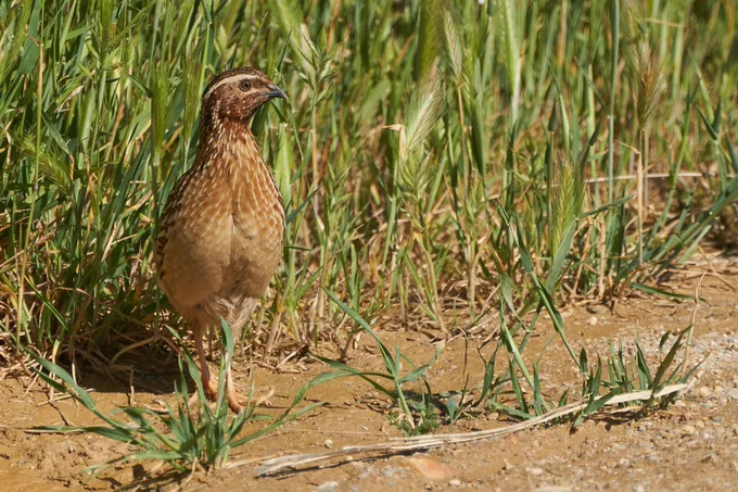 ©Miguel Rouco-SEOBirdLife