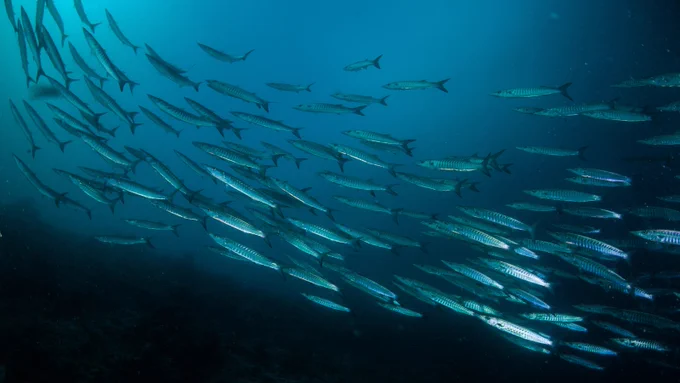 School of fish swimming with light shining off fish scales