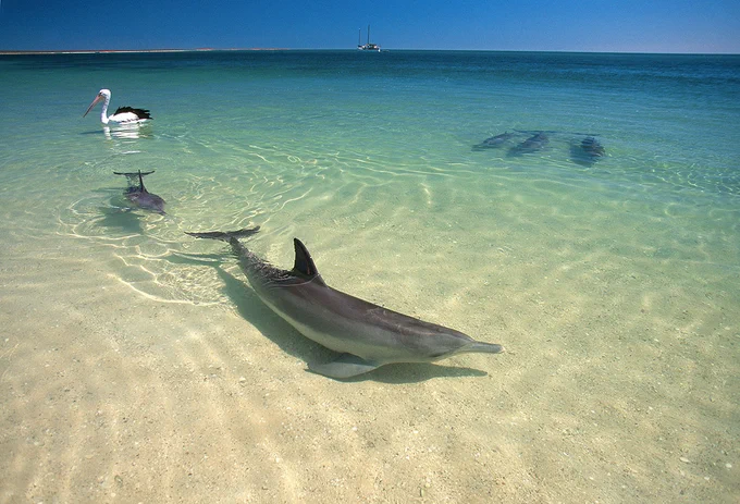 Monkey Mia: Where Dolphins Dance and Nature Thrives

Nestled on the west coast of Australia, Monkey Mia is a captivating and renowned destination that beckons travelers with its unique wildlife encounters and stunning natural beauty. While this remote and pristine locale may not be home to actual monkeys, it offers something even more extraordinary - a chance to connect with some of the ocean's most intelligent creatures: dolphins.
Wild Dolphin Experience: Monkey Mia is perhaps most famous for its daily dolphin visits. Each morning, a group of wild bottlenose dolphins swim to the shore, coming within meters of the water's edge. Visitors gather at the waterline to witness this remarkable spectacle. 
