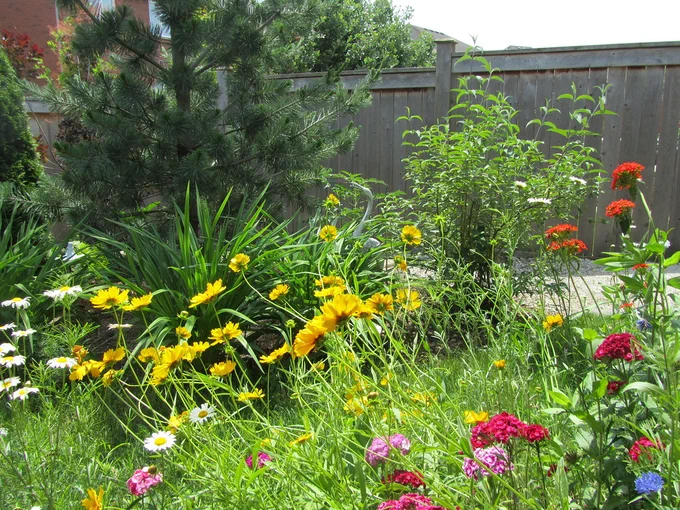 We're inviting you to take part in the Westminster Wild Gardens Challenge 🌼 🐝  

Photo: colourful wildflower garden