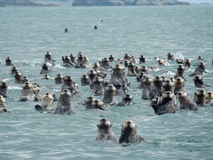 About 100 sea otters peer alertly at the camera while swimming in water. 