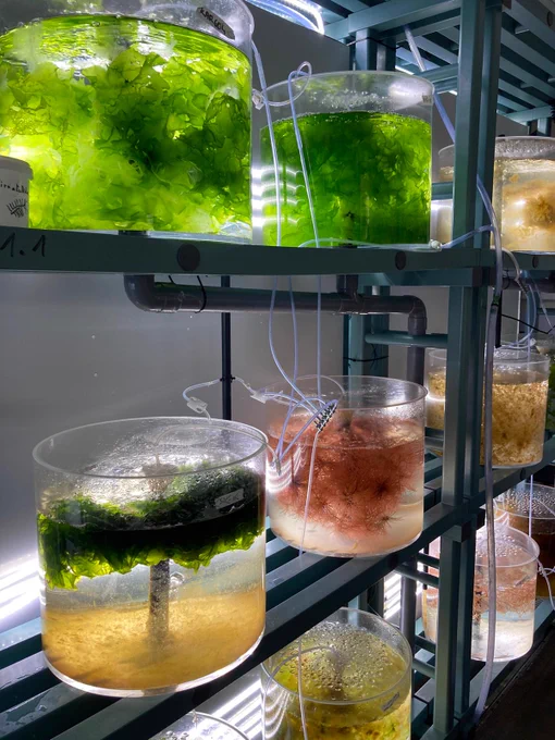 Algues dans des bocaux en laboratoire.