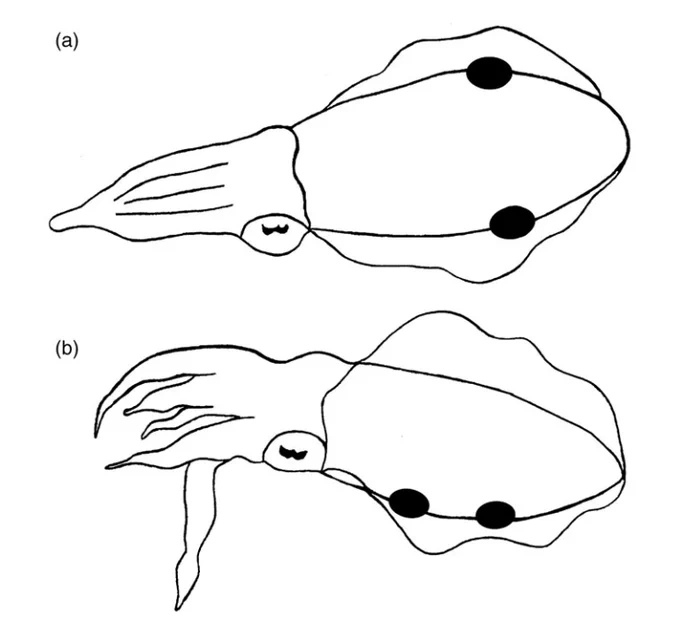 Drawings of Caribbean Reef Squid eye spots. First squid has an eye spot on each side of its mantle, while the second squid has two eye spots on the same side of the mantle.