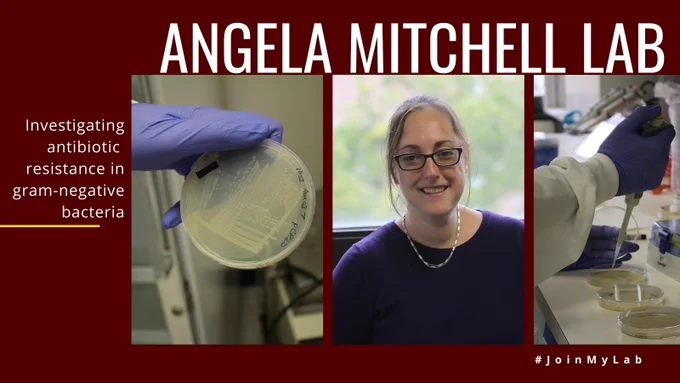 Angela Mitchell Lab Investigating antibiotic resistance in gram-negative bacteria