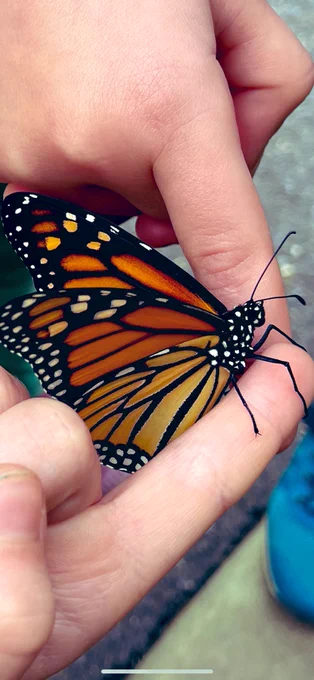 A Monarch butterfly rests on fingers of first graders!