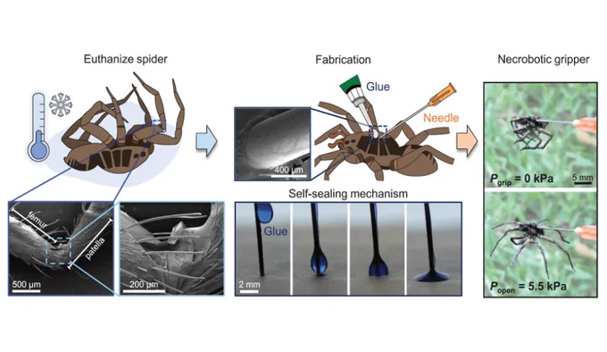 Necrobotics - using biotic materials as robotic components - shown here with a deceased spider repurposed as a pressure-driven gripper.