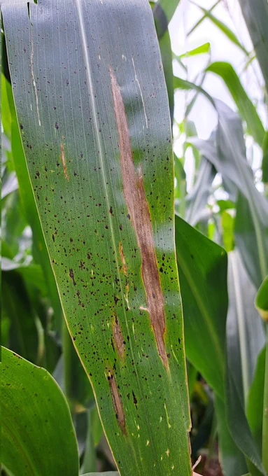 Tar spot and Northen Corn Leaf Bligjt on upper leaves in the untreated check strip
