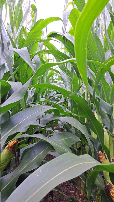 Veltyma treated at silking 