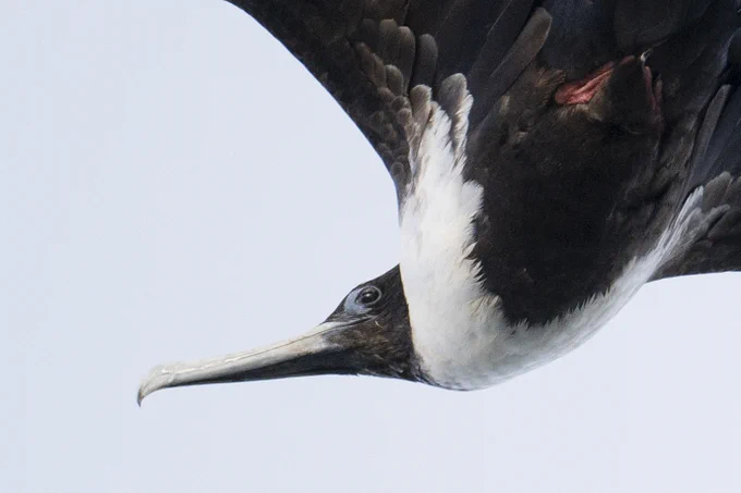 Close-up profile view of large flying seabird, with black and white body and subtle blue coloring around the eye.