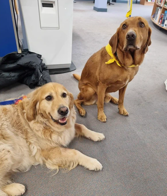 Photograph of two dogs. The one on the left is a golden retriever, lying on the floor. The one on the right is a brown Labrador, wearing a visible yellow bandanna and is sat on the floor.